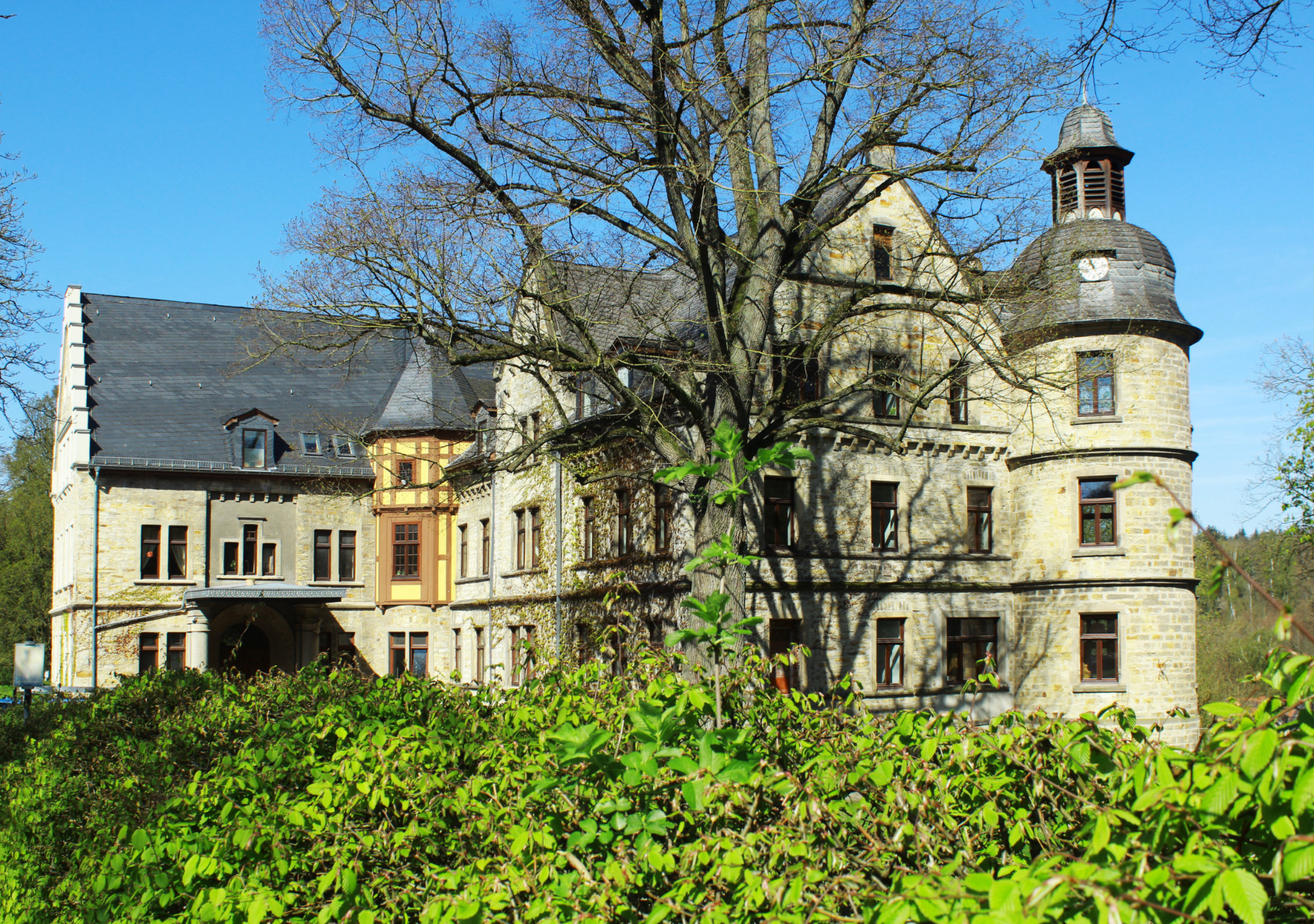 schloss hamborn standort ringeltaube